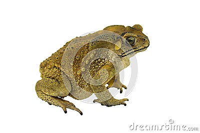 Toad isolated Stock Photo