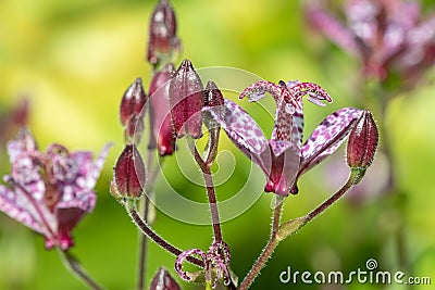 Toad lily tricyrtis hirta flower Stock Photo