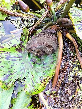 Toad Stock Photo