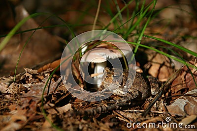 Toad and mushroom Stock Photo