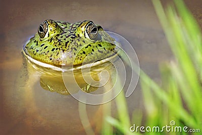 Toad in Pond Stock Photo