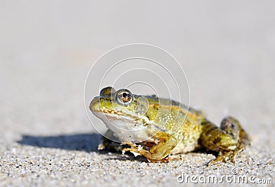 Toad on a sandy shore Stock Photo