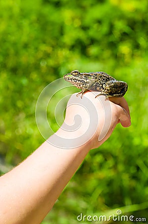 Toad sits on a child's hand Stock Photo