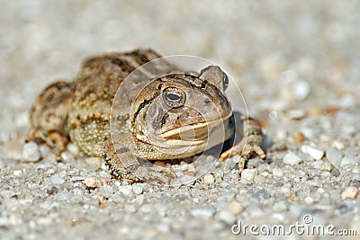 Toad Stock Photo