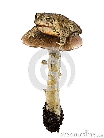 Toad on a toadstool Stock Photo