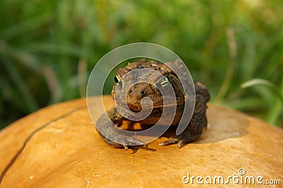 Toad on toadstool closeup Stock Photo