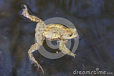 Toad in the water - frog Stock Photo