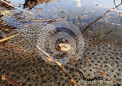 A toad in water between spawned eggs Stock Photo