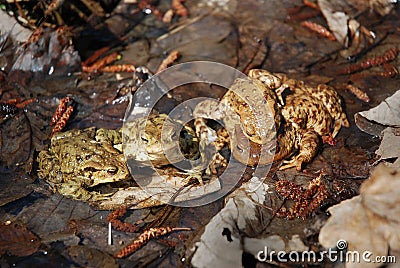 Toads family Stock Photo