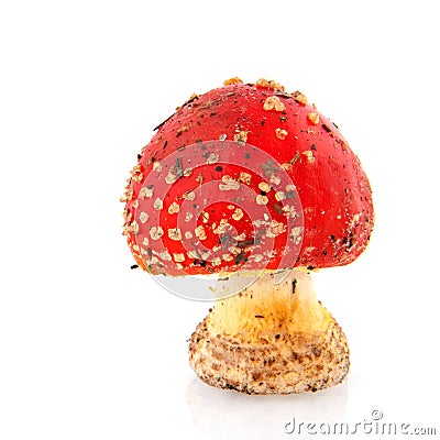 Toadstool Stock Photo