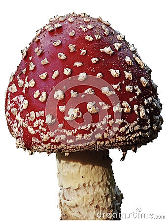 Toadstool Stock Photo