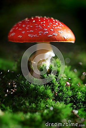 Toadstool Stock Photo