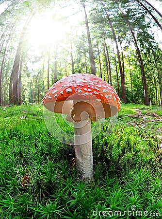 Toadstool Stock Photo