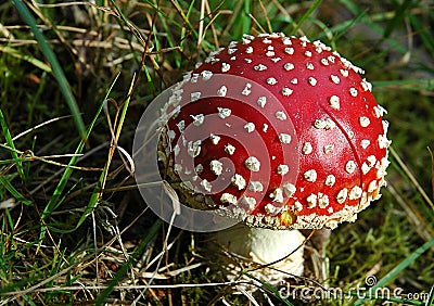 Toadstool Stock Photo