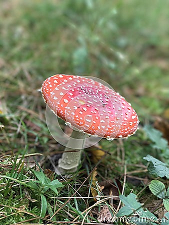 Toadstool 1 Stock Photo