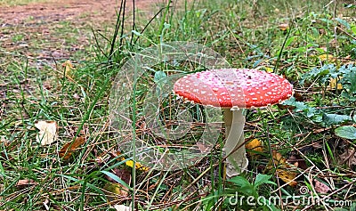 Toadstool 1 Stock Photo