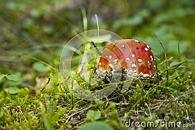 Toadstool in a grass Stock Photo