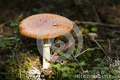 Toadstool in a grass Stock Photo