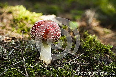 Toadstool in a grass Stock Photo