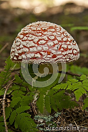 Toadstool in a grass Stock Photo