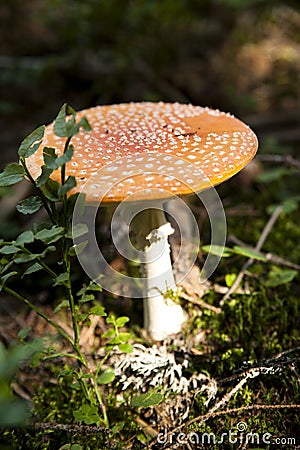 Toadstool in a grass Stock Photo