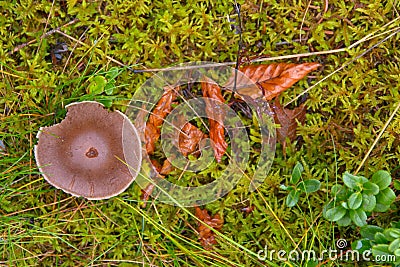 Toadstool grebe fungus dabchick in wet forest Stock Photo
