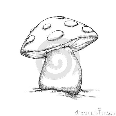 Toadstool Stock Photo