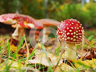 Toadstool mushroom Stock Photo