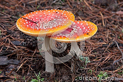 Toadstool mushroom Stock Photo