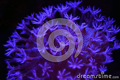 Mushroom Leather Coral Sarcophyton sp. Stock Photo