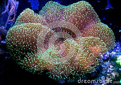 Green Mushroom Leather Coral Sarcophyton sp. Stock Photo