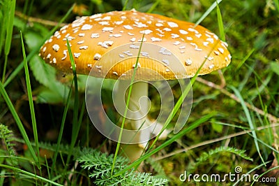 Toadstool Stock Photo