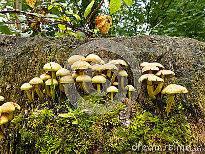 Toadstools Stock Photo