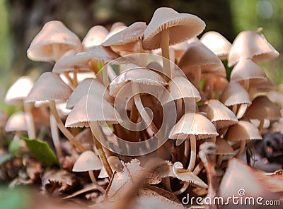 Toadstools in the forest Stock Photo