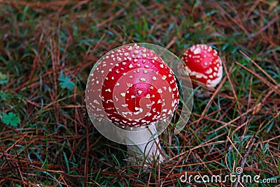 Toadstools in the Forest Stock Photo