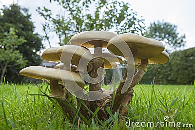 Toadstools on a Garden Lawn Stock Photo