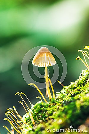 Toadstools Stock Photo