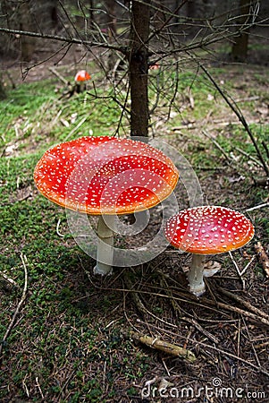 Toadstools or Red Amanita in the wood Stock Photo