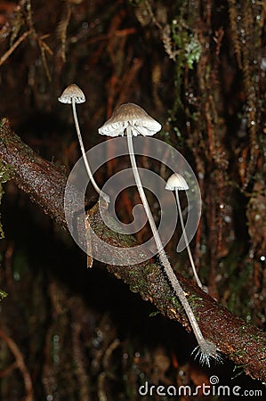 Toadstools Stock Photo