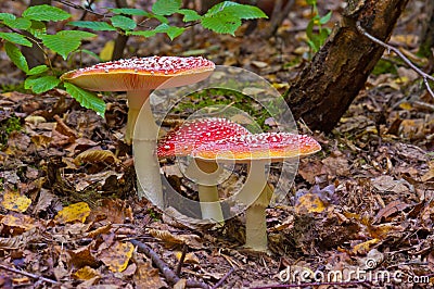 Toadstools Stock Photo