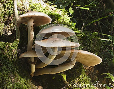 Toadstools on tree Stock Photo