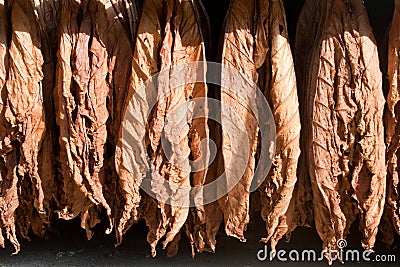 Tobacco drying leafs Stock Photo