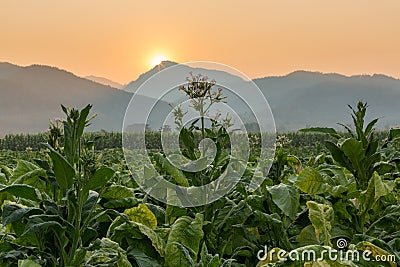 Tobacco farm Stock Photo