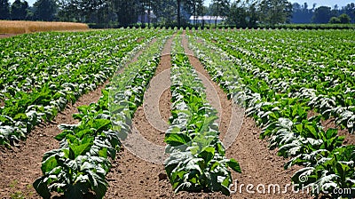 Tobacco Field Stock Photo