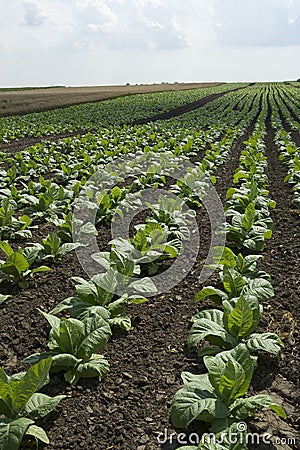 Tobacco field Stock Photo