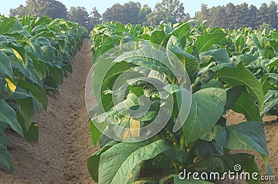 Tobacco Field Stock Photo