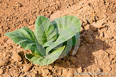 Tobacco Field Stock Photo