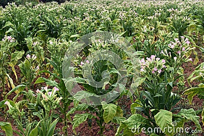 Tobacco field Stock Photo