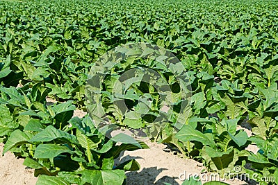 Tobacco field Stock Photo