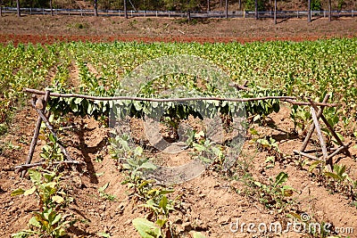 Tobacco Field, Vinales, Cuba Stock Photo